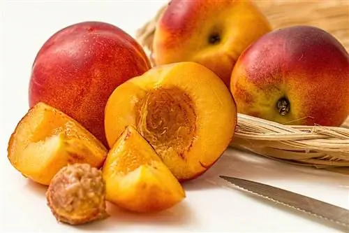 Нектарин (Prunus persica var. nectarine)