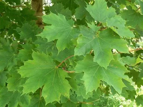 Листья Acer platanoides
