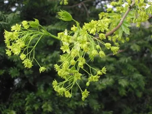 Цветы Acer platanoides