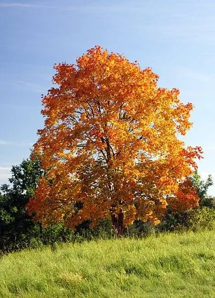 Acer platanoides осенью