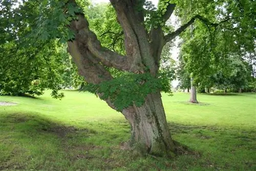 Вид на ствол Acer platanoides