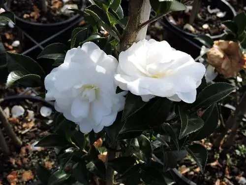 Camellia sasanqua характеризуется тем, что это дерево или кустарник с густой листвой.