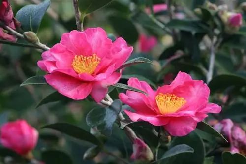 Camellia sasanqua характеризуется своими формами и цветами.