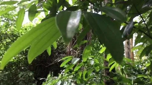 Cinnamomum Cassia - небольшой вечнозеленый кустарник с бумажной корой, вырастающий до 10 метров в высоту.