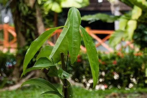 Кассия (Cinnamomum Cassia)