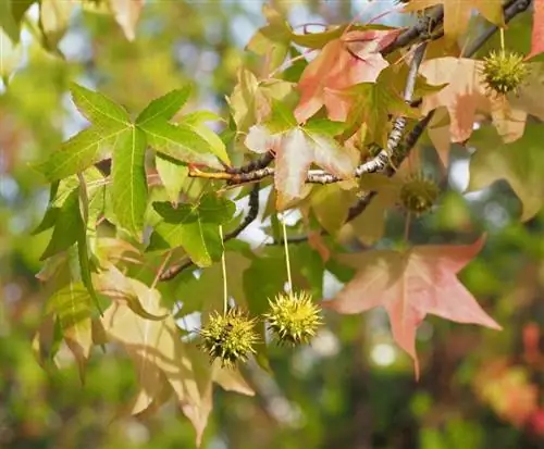 Liquidambar styraciflua - листопадное дерево.
