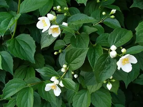 Philadelphus coronarius - научное название селинды. Philadelphus coronarius - научное название селинды.