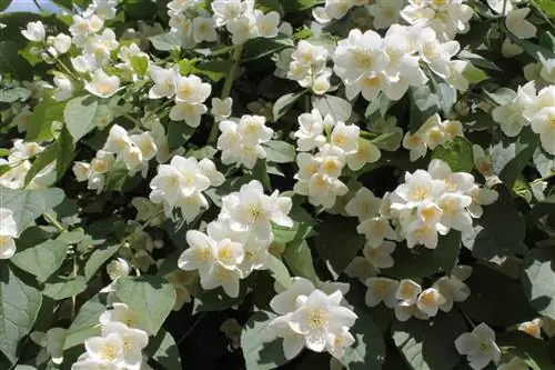 Целинда (Philadelphus coronarius)