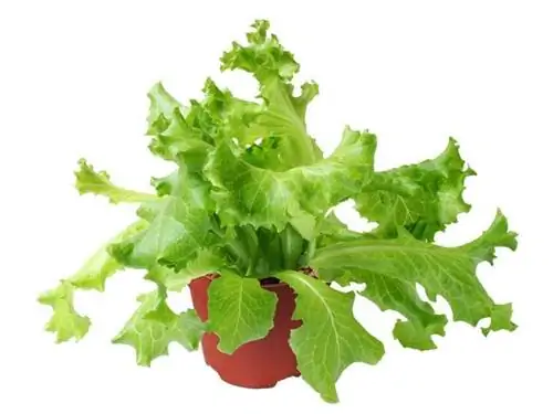 Латук Латук