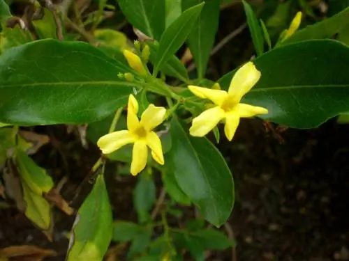 Пахучий жасмин (Jasminum odoratissimum)