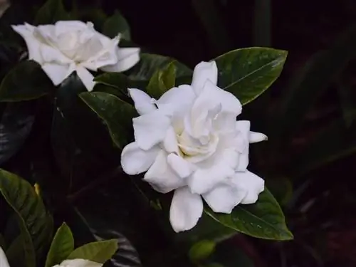 Гардения (Gardenia jasminoides)