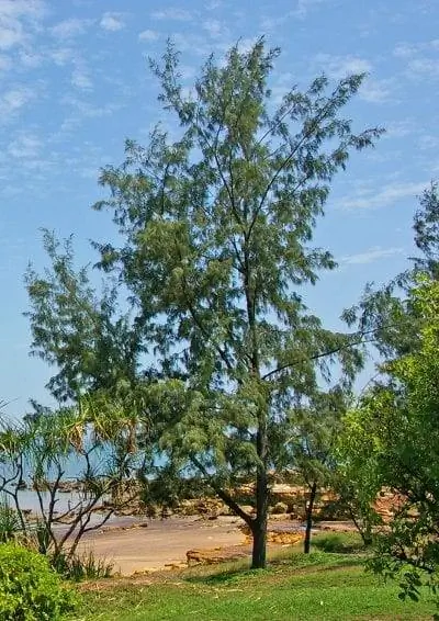 Casuarina equisetifolia - вечнозеленое дерево.