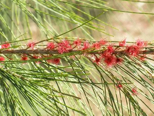 Цветки Casuarina equisetifolia красные.