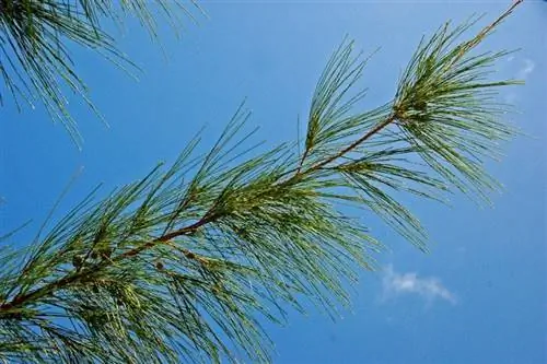 Листья Casuarina equisetifolia напоминают листья сосны.