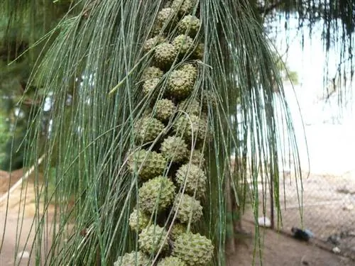 Плоды Casuarina equisetifolia имеют округлую форму.