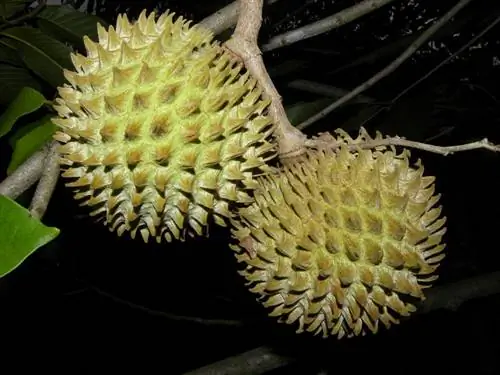 Синкуя (Annona purpurea)