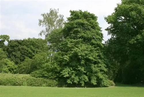 Acer velutinum дерево