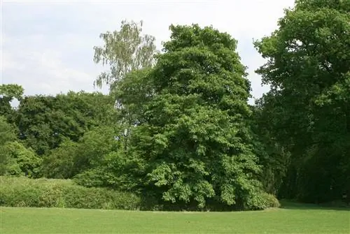 Клен бархатный (Acer velutinum)