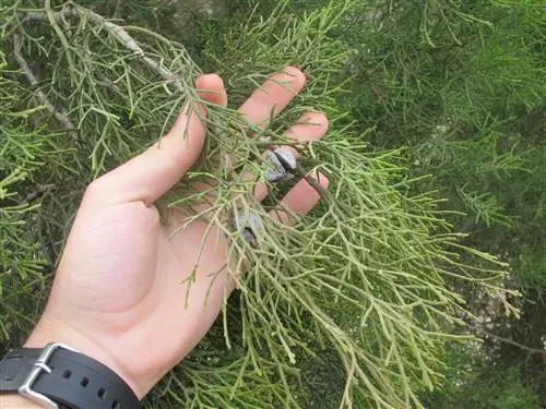 Лиственница африканская (Tetraclinis articulata)