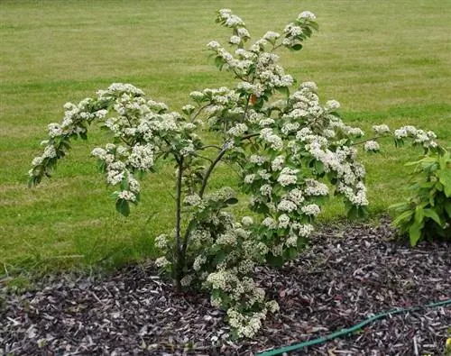 Cotoneaster lacteus - очень красивый кустарник.