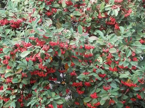 Cotoneaster lacteus дает красные плоды.