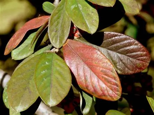 Листья Cotoneaster laceus осенью становятся красноватыми.