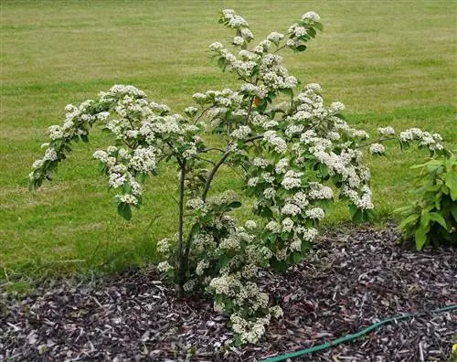 Кизильник млечный (Cotoneaster coriaceus)