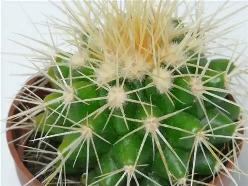 Echinocactus grusonii - широко продаваемое растение.