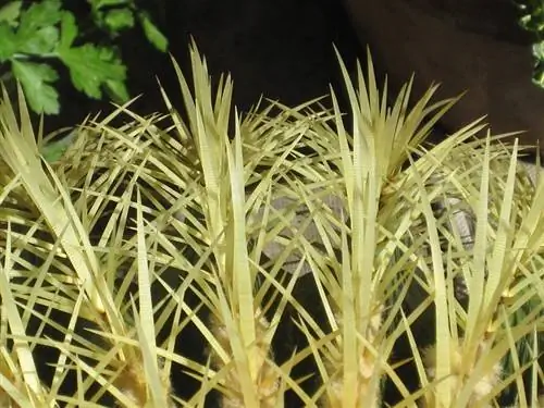 Колючки Echinocactus grusonii очень острые.