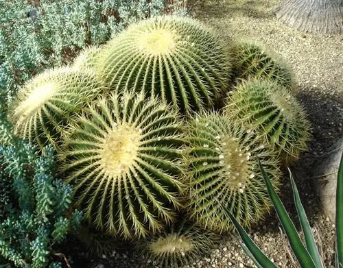 Echinocactus grusonii может отрывать присоски