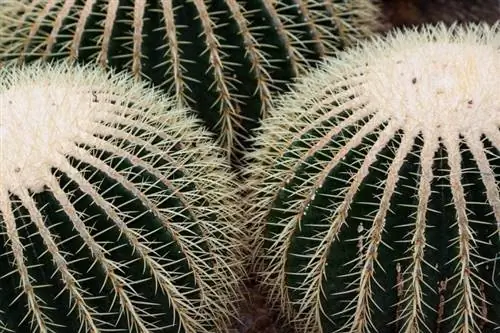 Echinocactus grusonii - очень декоративный кактус.