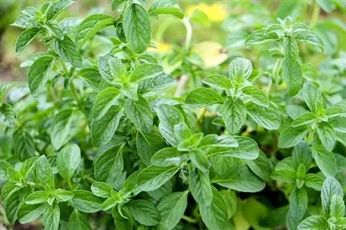 Мята болотная (Mentha pulegium)