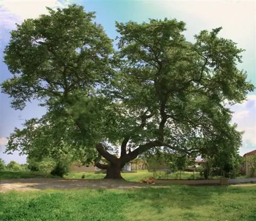 Вид на дерево Platanus orientalis