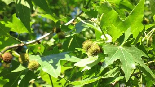 Листья Platanus orientalis напоминают листья клена.