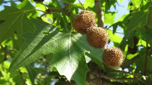 Листья Platanus orientalis опадающие.