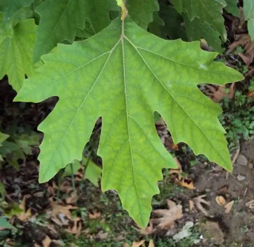 Листья Platanus orientalis очень декоративны.