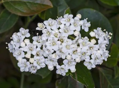 Цветки Viburnum tinus белые.