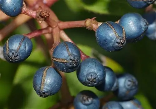 Плоды Viburnum tinus несъедобны.
