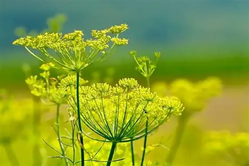 Кулинарное растение Foeniculum vulgare
