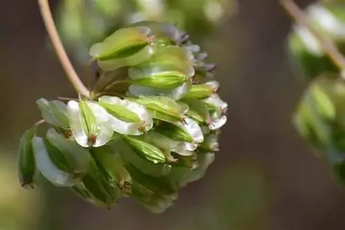 Семена фенхеля или Foeniculum vulgare