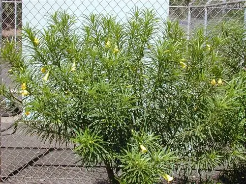 Дерево айойотэ (Thevetia peruviana)
