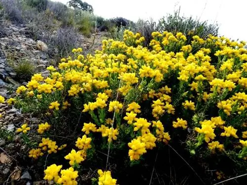 Цветки Genista hispanica желтые.