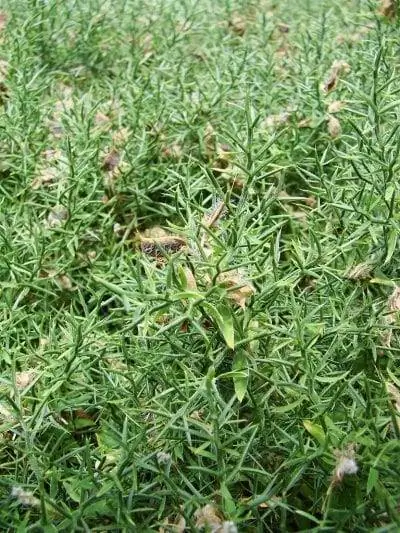 Genista hispanica - очень декоративное растение.