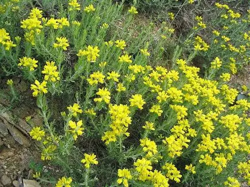 Растение Genista hispanica растет в открытом грунте.