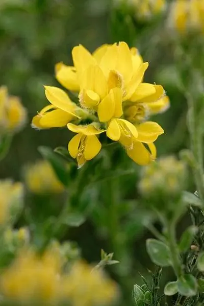Цветок Genista hispanica очень красивого желтого цвета.