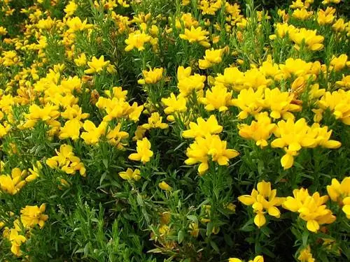 Олагина (Genista hispanica)
