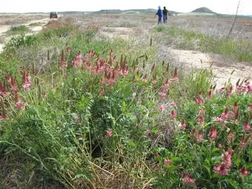 Эспарцет (Onobrychis viciifolia)