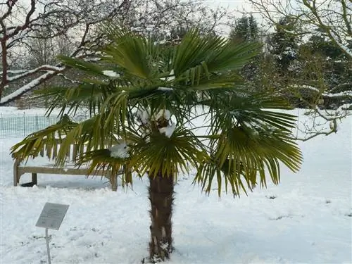 Китайская пальма (Trachycarpus Fortunei)