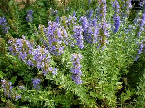 Иссоп (Hyssopus officinalis)