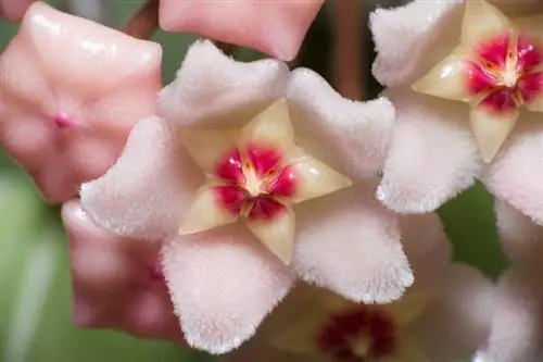 Деталь красивых цветов Hoya carnosa